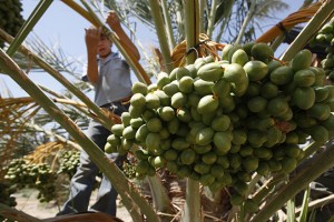 Palestinian children bring home the Israeli harvest