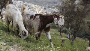 Suspected Jewish extremists attack Palestinian goatherd, start fires