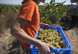 Grapes of wrath: how wine could bottle the Israeli-Palestinian peace process