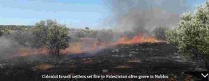 Israeli settlers set fire to Palestinian olive grove in Nablus