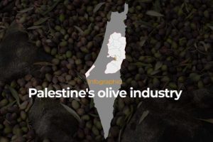 Palestinian farmers face systematic attacks by Israeli settlers across the occupied West Bank during the olive harvest season.